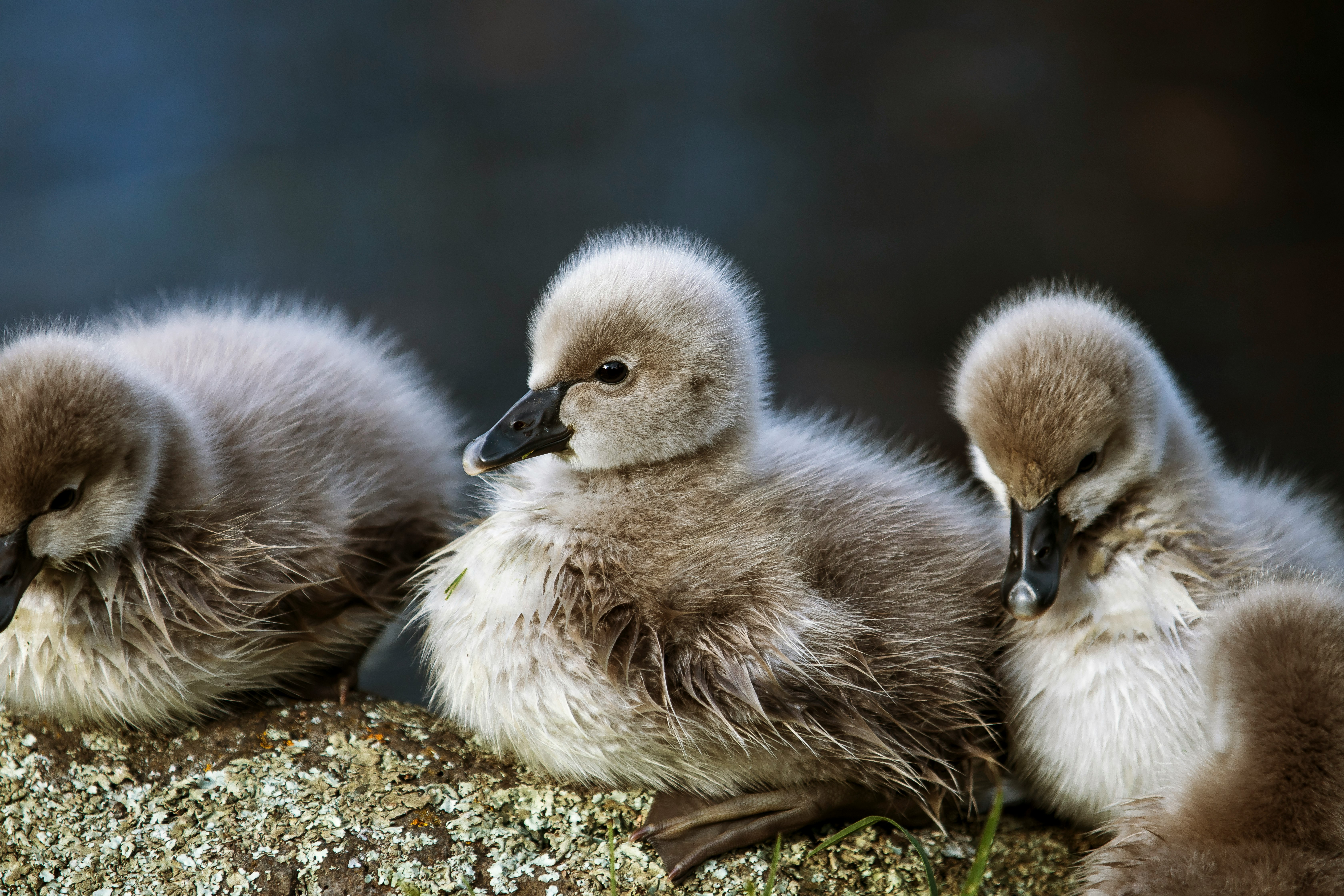 two ducklings on green grass